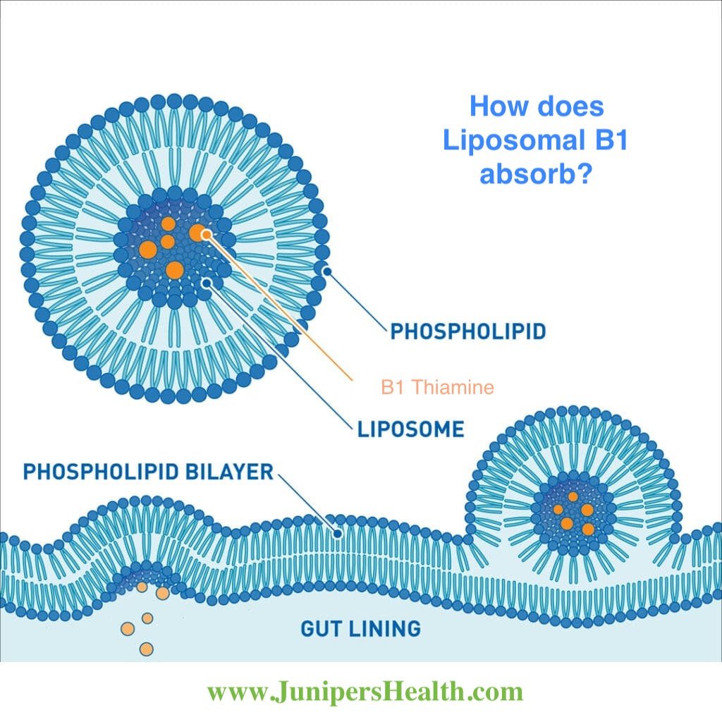 Thiamine B1 Liposomal 300ml or 500ml Bottle - Junipers